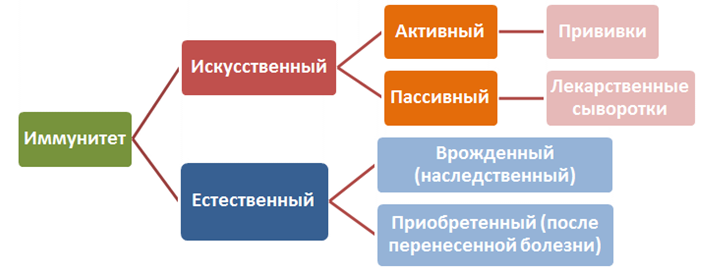 Разновидности иммунитета схема обж