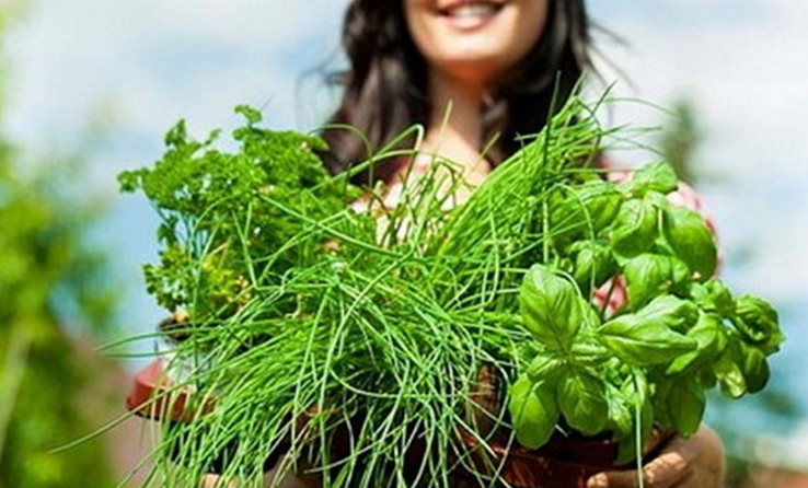 Лекарственные травы забайкалья фото и описание